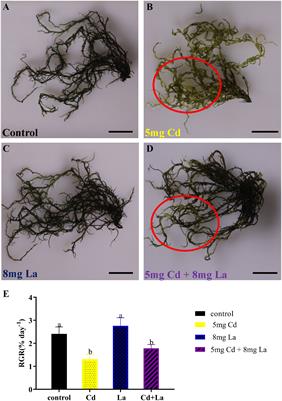 Mechanism of macroalgae Gracilaria bailiniae responding to cadmium and lanthanum